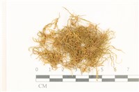 登錄號:B00009661藏品圖，第1張