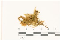 登錄號:B00009672藏品圖，第1張