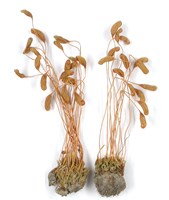 登錄號:B00009784藏品圖，第3張