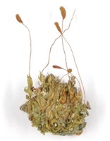 登錄號:B00009785藏品圖，第3張