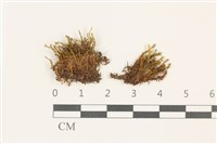 登錄號:B00009994藏品圖，第1張