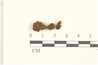 瓶蘚藏品圖，第1張