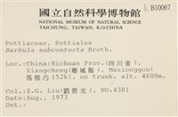 狹葉扭口蘚藏品圖，第2張