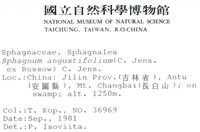 狹葉泥炭蘚藏品圖，第2張