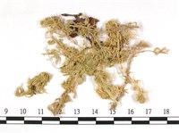 狹葉泥炭蘚藏品圖，第1張