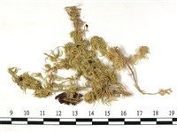 狹葉泥炭蘚藏品圖，第3張