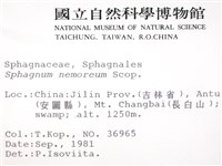 尖葉泥炭蘚藏品圖，第2張