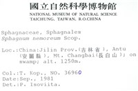 尖葉泥炭蘚藏品圖，第2張
