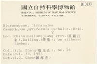 梨蒴曲柄蘚藏品圖，第2張