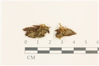 梨蒴曲柄蘚藏品圖，第1張