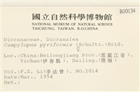 梨蒴曲柄蘚藏品圖，第2張