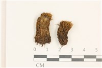 登錄號:B00010135藏品圖，第1張