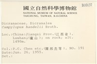 闊葉曲柄蘚藏品圖，第2張