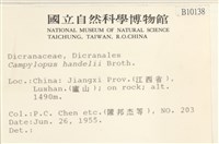 闊葉曲柄蘚藏品圖，第2張