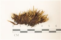 闊葉曲柄蘚藏品圖，第1張