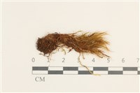 曲柄蘚藏品圖，第1張