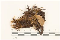 登錄號:B00010142藏品圖，第1張