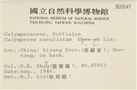 兜葉花葉蘚藏品圖，第2張