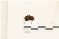 兜葉花葉蘚藏品圖，第1張