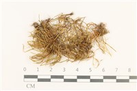 登錄號:B00010154藏品圖，第1張