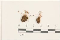 扭口蘚藏品圖，第1張