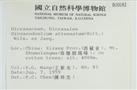 長葉青毛蘚藏品圖，第2張