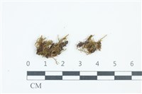 粗毛青毛蘚藏品圖，第1張