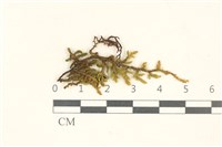 蔓枝蘚藏品圖，第1張