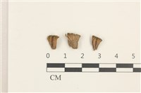 登錄號:B00010492藏品圖，第1張