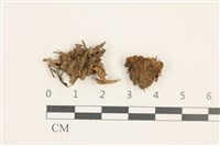 登錄號:B00010501藏品圖，第1張