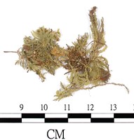 登錄號:B00010507藏品圖，第1張