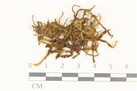 登錄號:B00010523藏品圖，第1張