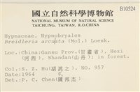 彎葉扁灰蘚藏品圖，第2張