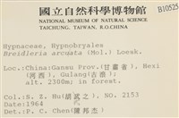 彎葉扁灰蘚藏品圖，第2張