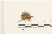 彎葉扁灰蘚藏品圖，第1張