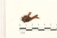 登錄號:B00010526藏品圖，第1張