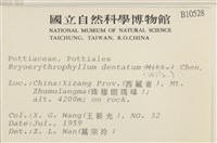 鋸齒紅葉蘚藏品圖，第2張