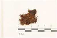 鋸齒紅葉蘚藏品圖，第1張