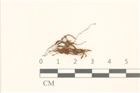 鈍頭紅葉蘚藏品圖，第1張