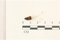 登錄號:B00010530藏品圖，第1張