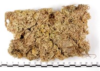登錄號:B00010538藏品圖，第1張