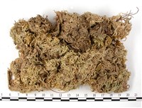 登錄號:B00010538藏品圖，第3張