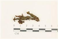 蛇苔藏品圖，第1張