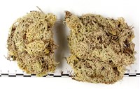登錄號:B00010548藏品圖，第1張