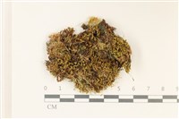 登錄號:B00010553藏品圖，第1張