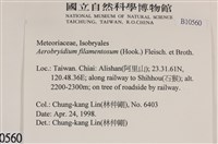 毛扭蘚藏品圖，第2張