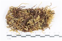 毛扭蘚藏品圖，第1張