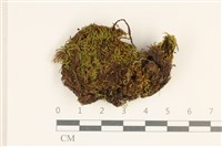 登錄號:B00010564藏品圖，第1張