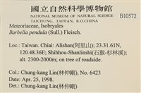 多疣懸蘚藏品圖，第2張