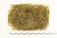 登錄號:B00010574藏品圖，第1張